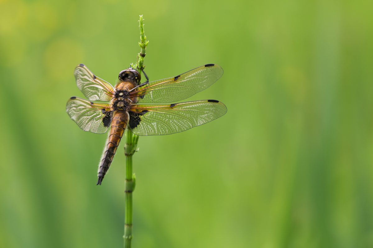 Four Spotted Chaser 9